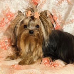 Matilly - Blue and gold female Yorkshire Terrier puppy in Daggett, Michigan from Hetzel’s Enchanted Yorkies (Michigan)