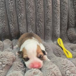 Yellow Collar Male - Red male Pembroke Welsh Corgi puppy in Tenino, Washington from LoneStar Corgis NW
