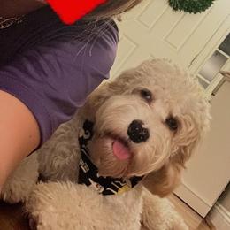 Cavapoo, Cockapoo, Goldendoodle, and Poodle All Grown Up from DoodleForever