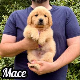 Mace - Golden male Golden Retriever puppy in Salem, Virginia from Virginia Goldens