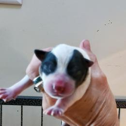 Full mask - Blue speckled male Australian Cattle Dog puppy in Lenoir, North Carolina from Blue Coyote Ranch