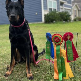 Beauceron All Grown Up from Côté Obscur