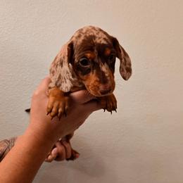 Boy 1 - Dapple male Dachshund puppy in Hesperia, California from VOM HAUSE IMPERIAL