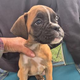 Betty Boop - Brindle female Boxer puppy in Pine River, Wisconsin from Jenks Boxers