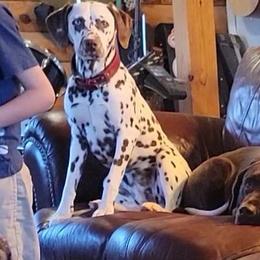 Pandora - Dalmatian