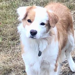 Ava - Border Collie