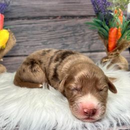 Aussiedoodle Puppies from Royal Paw Aussiedoodles