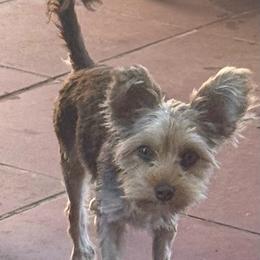 Cocoa - Yorkshire Terrier
