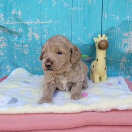 Stanley  -fomerly Atlas - Lemon roan male Cockapoo puppy in Reidsville, North Carolina from Something to Bark About Dog Training