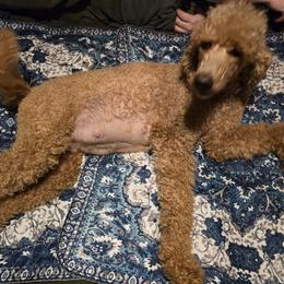 Poodle All Grown Up from Dakliff Standard Poodles