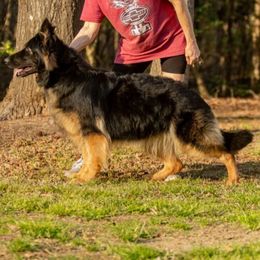 Fallan - German Shepherd