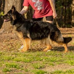 Fallan - German Shepherd
