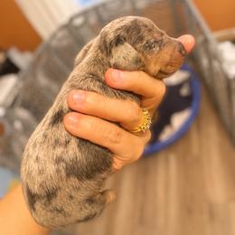 AKC Blue dapple - Dapple male Dachshund puppy in Indian Trail, North Carolina from Hilda’s Teenie Weenies
