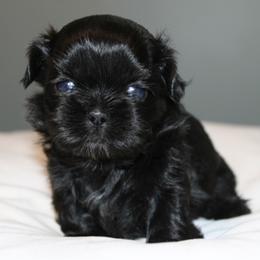 Pupernickel - Black male Shih Tzu puppy in Hendersonville, Tennessee from Peekaboo Farms