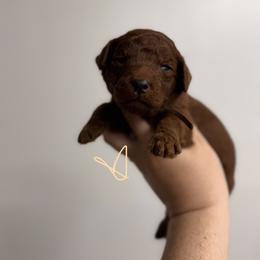 Reed - Red  male Poodle puppy in Osyka, Mississippi from Southern Sunshine Standards