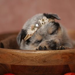 Australian Cattle Dog and Collie Puppies from Blackberry Hills