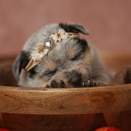 Australian Cattle Dog and Collie Puppies from Blackberry Hills