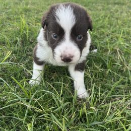 Slag - Border Collie puppy from Rocking H Border Collies