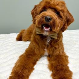 Zuko - Goldendoodle