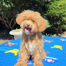 Santana 8 1 7 - 9 1 7 - 0 5 6 4 - Red male Cavapoo puppy in Dallas, Texas from Halo's Heroes Doodles