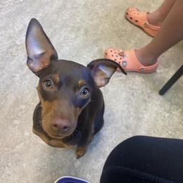 Miniature Pinscher All Grown Up from LA MINI PINS