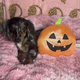 Ben - Dapple male Dachshund puppy in Lake City, Florida from My Ditzy Doxies of Florida