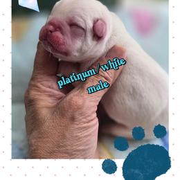 Boy 1 - White male French Bulldog puppy in Victorville, California from Californiadreamyshihtzus