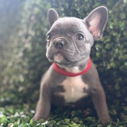 Red collar - Blue female French Bulldog puppy in Cordes Lakes, Arizona from Puppy Love AZ LLC