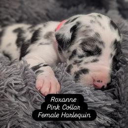 Roxanne - Harlequin female Great Dane puppy in Brooksville, Florida from Follow My Lead Great Danes