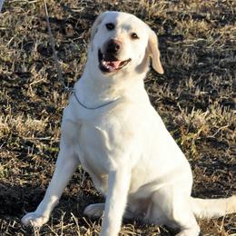 Bella - Labrador Retriever