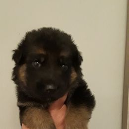 German Shepherd Puppies from Von Jo-Rielle Kennel