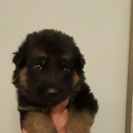 German Shepherd Puppies from Von Jo-Rielle Kennel