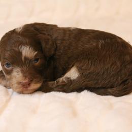 Aussiedoodle Puppies from Aspen River Doodles