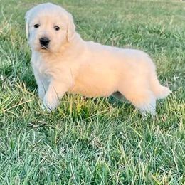 Golden Retriever Puppies from Majestic Mountain Goldens
