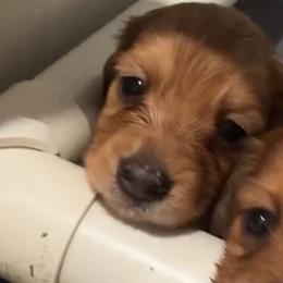 Boy 1 - Chocolate and cream male Dachshund puppy in Oakwood, Georgia from Sausage Strolls