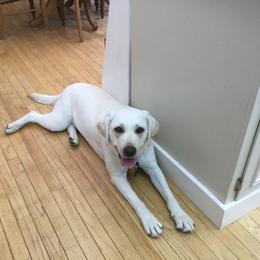 Labrador Retriever Puppies from Nancy Renzullo's Service Labradors