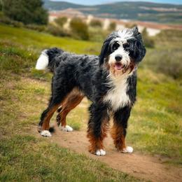 Astrid - Bernedoodle