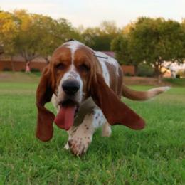Lucy - Mahogany and white female Basset Hound puppy in Surprise, Arizona from Howlin Hounds