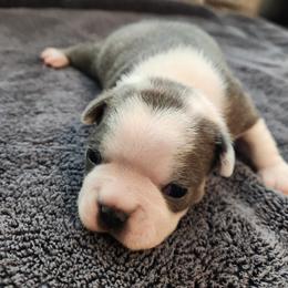 Boston Terrier Puppies from Bostic's bostons