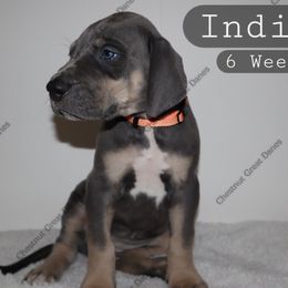 Indigo - Blue female Great Dane puppy in Edinburg, Texas from Chestnut Great Danes