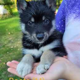 Pomsky Puppies from Paw-lenty of Pomskies