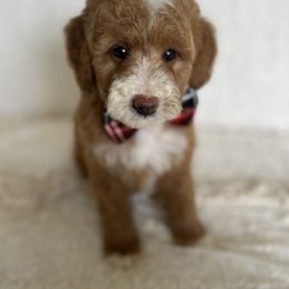Goldendoodle and Poodle Puppies from French Creek Doodles