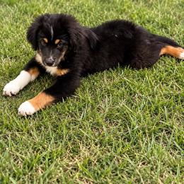 Red - Black tri male Miniature Australian Shepherd puppy in 32046, Florida from River Hill Ranch