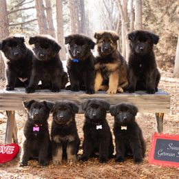 German Shepherd and Golden Retriever Puppies from Sweetheart Therapy Dogs LLC