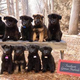 German Shepherd and Golden Retriever Puppies from Sweetheart Therapy Dogs LLC