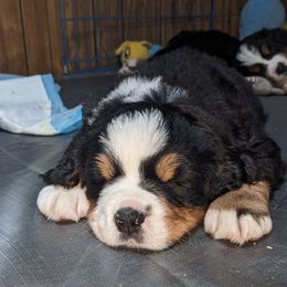 Bernese Mountain Dog Puppies from Baby Bear Bernese Kennel