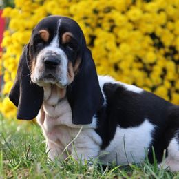 Vows - Black brown and white female Basset Hound puppy in Pollock, Missouri from Northstar