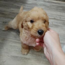 Aussiedoodle Puppies from Oatbird Ranch Aussiedoodles