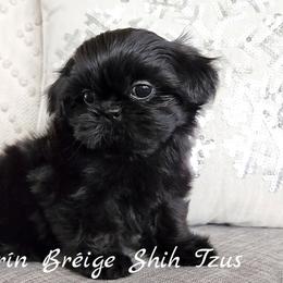 Shih Tzu Puppies from Beirin Breige Shih Tzus