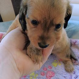 Dachshund Puppies from Wilson's Kennels